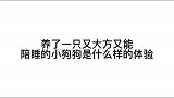 养了一只毛绒玩具狗太快乐了吧