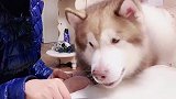 狗狗能有多爱撒娇