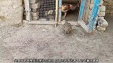 竹鸡找上门和母鸡打架，站在笼子外面，母鸡看到后出来了