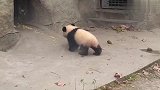 可怜熊猫被妈妈赶出家门，看着让人心疼，网友-你不要给我！