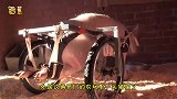 猪也能坐轮椅？主人为瘸腿猪制作轮椅，越南人给猪称重超搞笑！