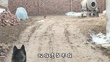 带二哈跟土狗相亲，土狗被吓得挖地洞！