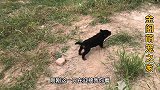帮粉丝淘一只精品防暴犬罗威纳，头版骨架相当哇塞，老板不太诚实