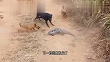 猴子挑衅科莫多巨蜥,结果被巨蜥生生活吞,场面太惨了