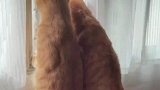 俩猫趴窗户看热闹