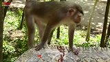 孩子跑丢了，猴妈很难过，自己身受重伤，心碎