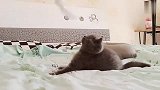 会蹦迪的猫咪，你见过吗太带感了