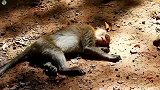 猴宝被压死了，很心痛