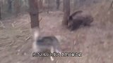 十几条猎犬围住一棵树狂吠，主人朝树上一看，瞬间不淡定了