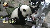 熊猫宝宝喝完盆盆奶还不过瘾，追着奶妈要苹果吃，好萌