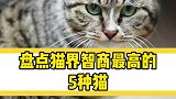 猫界智商最高的5种猫其实最高的应该是那只蓝胖子吧