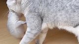 溜孩子系列大集合，看小猫手手
