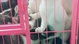 猫：你们这群狗子，咬够了没，赶紧给我走开！