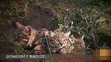 铲屎官的福利 袖珍小猫咪 看的人分分钟想舔屏