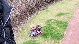 这个就是狗狗的忠，因为它们信任主人才会听话。