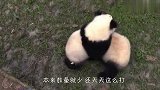 4只熊猫打群架，逮谁打谁场面一片混乱，奶爸奶妈能不能来管管啊