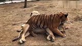老虎就这样把狮子按在地上欺负，狮子都不敢反抗