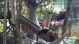 熊妈是怎么对付黏人的孩子的？看完笑翻了，果然是亲妈