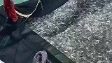 震撼的海捕场景，碰到鱼群了