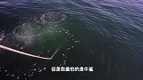 老外海潜遇到巨型石斑鱼，差点被攻击，太惊险了