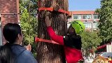 杭州一小学推出爬树课，全校学生都要爬树