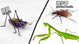 当凶猛蝈蝈遇到螳螂和甲虫，結局会怎样？