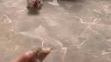 谁家的小猫这么贪吃，建议把他拿到我这边检查一下