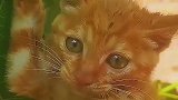 可爱的小猫咪