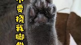 小猫咪不要挠我脚心
