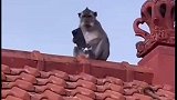 看到游客拿着馒头，砸向屋顶的猴子