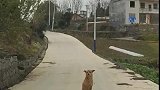 狗子：不给点狗粮，休想进村！