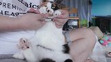 铲屎官给猫咪剪指甲，猫咪全程目露凶光