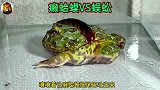 蛤蟆一口吞下蜈蚣