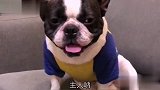 狗子问主人要吃的，结果主人给了一点，狗子表情太滑稽了