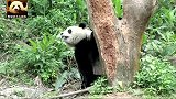 熊猫宝宝玩躲猫猫游戏萌到爆：你已经被自己的黑裤袜出卖了