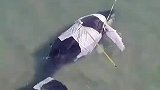 有鲸无险，搁浅的抹香鲸成功回家