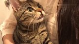 猫咪守在门口等主人回家，一见到主人就发脾气，以后不许加班了