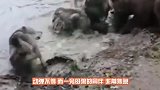 四头棕熊疯狂撕咬母狼，公狼拼命想要救援，可惜实力差距太大