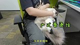 没看错!猫咪要吃盐，你是不是误解很久了，看看吧