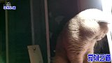 几只猫咪半夜不睡，在胖公猫带领下开始闹腾，胖虎突然发怒打母猫