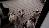 为何在这个国家，见不到一只流浪猫？只因都祭了人的“五脏庙”！