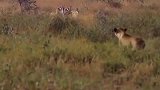 猎豹发现了猎物，但这是狮子的领地，看猎豹如何在别的领地捕猎
