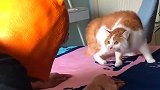 猫：这是什么鬼，我还没见过，挺吓人呀！