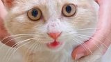 广东东莞：猫猫被传染脚气，每天被主人抱着泡脚