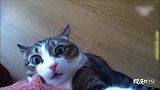 小猫咪你坐下，咱俩说说心里话？说你妹啊喵！