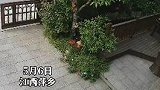 江西萍乡：爸爸和儿子讨论凌空射门，儿子现场演示一脚命中老爸