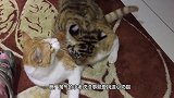和小老虎一起长大的猫咪，走起路来六情不认，活出一副大佬模样!