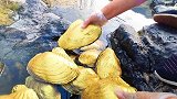 大妈在河边捡到大量黄金贝壳，砸开收获彩色珍珠，网友：发财了！