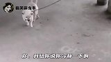 这年头谁还遛狗啊，给大家看看我家大宝贝