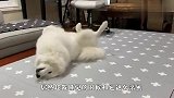 看到主人抱着猫咪，萨摩耶醋劲上来了，接下来忍住别笑